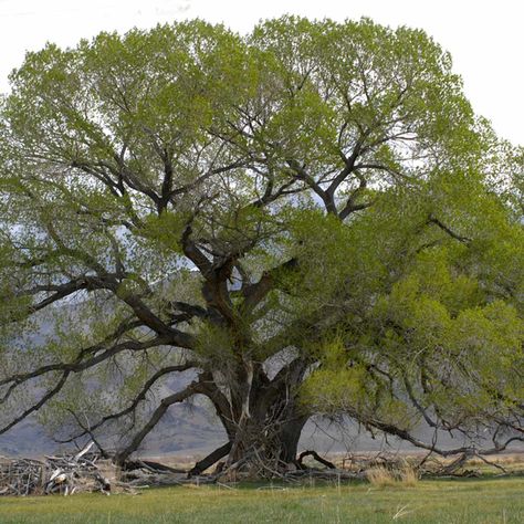 15 Trees You Should Never Grow in Your Yard | Family Handyman Silver Maple Tree, Paver Path, Log Planter, Landscaping Around Trees, Famous Trees, Leyland Cypress, Garden Pathways, Wood Workshop, Australian House