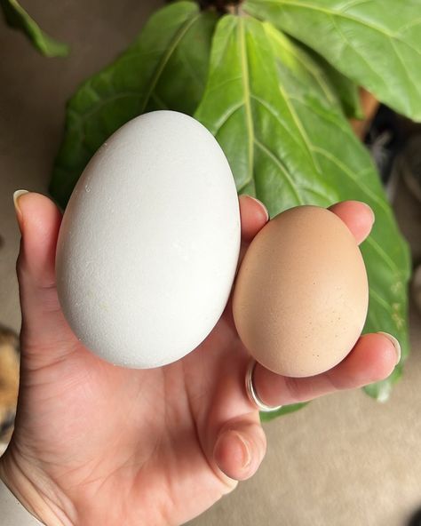 Sebastopol goose egg vs chicken egg🌾 • • The chicken egg is my own and the goose egg came from such a kind woman. We both found we shared something in common…eggs! Now her along with her “dinosaur” eggs will have an everlasting impression on me. • • To all you geese owners, you lucky ducks! 😊 #geese #gooseeggs #sebastopol #farmlife #farmstead #homestead #eggsandblooms #featured #homeschool #nature #getoutside #tennessee Tennessee Homestead, Sebastopol Geese, Lucky Ducks, Homeschool Nature, Lucky Duck, The Goose, Dinosaur Eggs, Chicken Eggs, The Chicken