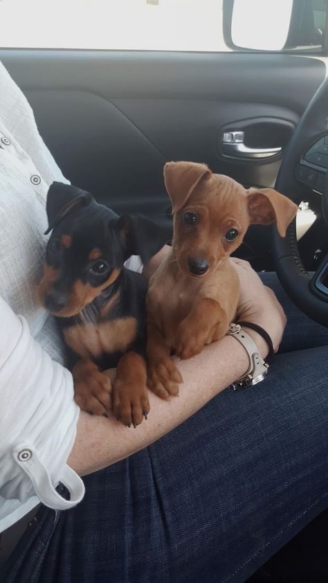 Miniature Pinscher Puppy, Puppy List, Miniature Pinscher Dog, Miniature Puppies, Teacup Chihuahua Puppies, Mini Pinscher, Min Pins, Cute Puppy Breeds, Baby Chihuahua