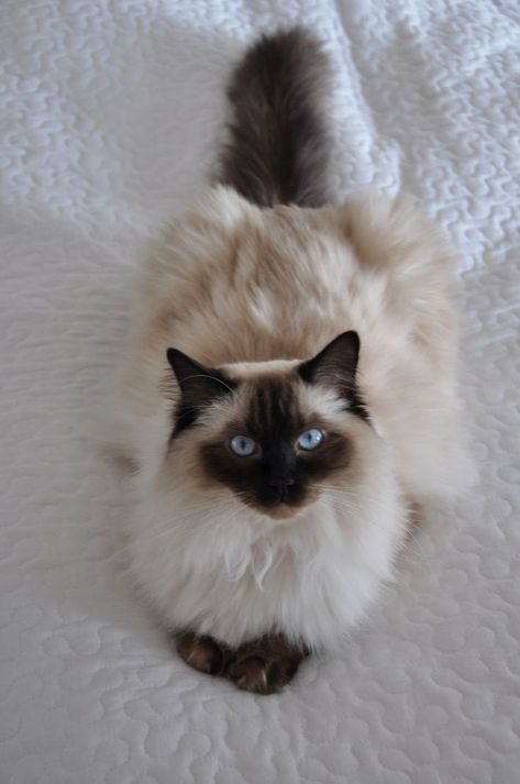 All About Cats With Blue Eyes Söpö Kissa, Himalayan Cat, Cat With Blue Eyes, Gorgeous Cats, Haiwan Peliharaan, Ragdoll Cat, Cat Aesthetic, Cute Cats And Kittens, Cat Care