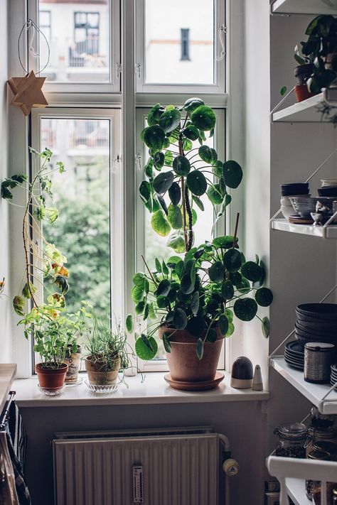 Home Tour with Stine Marie Rosenborg in Copenhagen Copenhagen Decor Home, Window Decoration Inspiration, Plants In Front Of Window, Kitchen Windowsill Decor, Interior With Plants, Flowers In Window, Plants Window, Plant Inspiration, Kitchen Plants