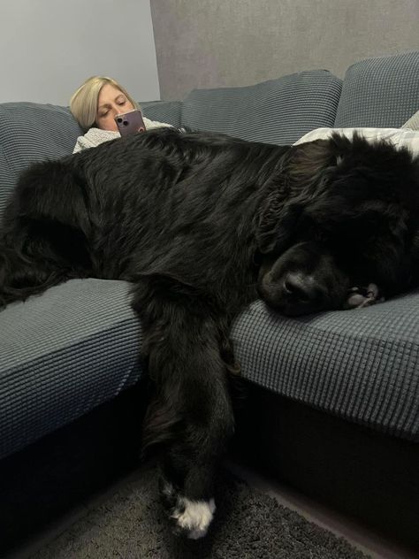 Newfinland Dog, Big Fluffy Dog Breeds, Big Dogs Aesthetic, Big Cute Dogs, Giant Fluffy Dog, Newfoundland Dog Puppy, Gentle Giant Dogs, Cute Big Dogs, Newfoundland Puppy