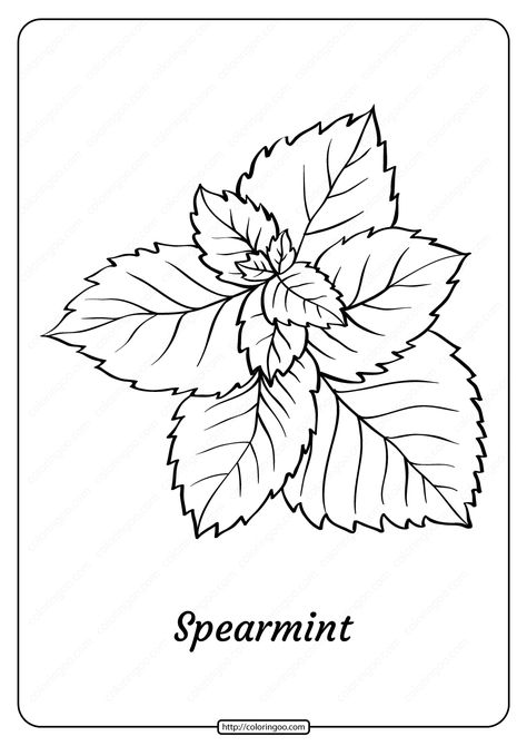 Free printable Spearmint coloring pages for kids of all ages. You can print or download them to color and offer them to your family and friends. #free #printable #spearmint #outline #coloringpage #pdf #plants Apple Outline, Painting Pages, Coloring Paper, Plant Activities, Coloring Drawing, Paper Ideas, Line Illustration, Cute Coloring Pages