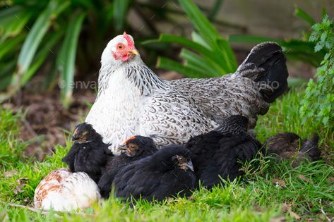 A Brood of Chickens by FiledIMAGE on PhotoDune. A female chicken looks after its chicks in a garden in New Zealand Chicken Roost, White Hen, Raising Chicks, Black Chicks, Coop Design, Baby Chick, Raising Chickens, Baby Chicks, A Chicken