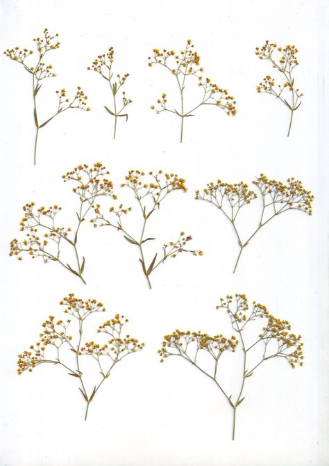 Pressed Gypsophila( 20 branches)Yellow.Pressed herbs.Herbarium.For Cards, Scrapbooking, Decor, Calligraphy, Jewelry,Candle Flowers are 100% natural. The actual size can be viewed on a special photo. Collecting and preserving the beauty of flowers through pressing is a meticulous art. Each flower is gathered by hand and carefully pressed to ensure its original beauty is maintained. These pressed flowers offer endless creative opportunities for a range of projects, including craft, floral or botan Pressed Herbs, Calligraphy Jewelry, Pressed Plants, Beauty Of Flowers, Jewelry Candles, Cards Scrapbooking, Flower Candle, Flower Beauty, Etsy Candles