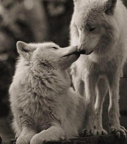 Wolf Mates, Wolf Husky, Wolf Photos, Wolf Spirit Animal, Wolf Love, Wild Wolf, Wolf Pictures, Wolf Spirit, Beautiful Wolves