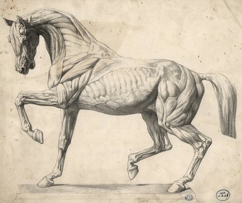 Horses Reference, Horse Sketch, Horse Anatomy, Riding Horse, Equestrian Art, Animal Study, Anatomy Sketches, Anatomy For Artists, Horse Drawing