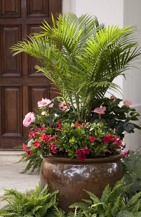 Plant Projects | Costa Farms Majesty Palm, Patio Container Gardening, Tanaman Indoor, Tanaman Pot, Container Garden Design, Outdoor Sanctuary, Planting Ideas, Plants Ideas, Container Gardening Flowers