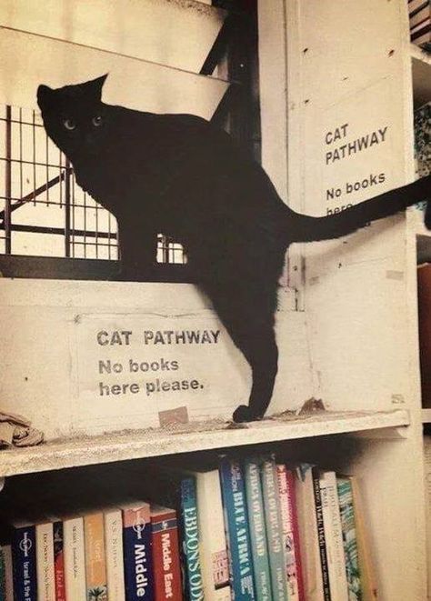 Bookstore Cats, Blessed Images, Katt Grejer, A Black Cat, Cat Books, Book Shelf, Black Cats, Crazy Cat Lady, Best Funny Pictures