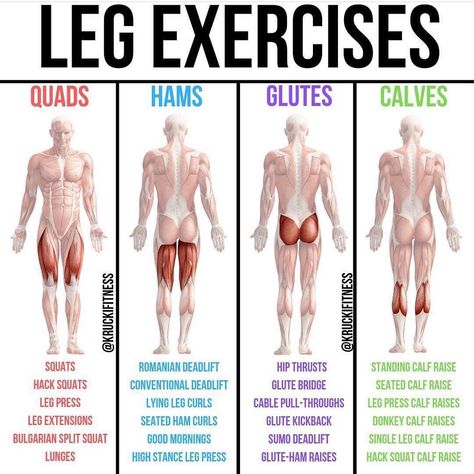 🔥LEG EXERCISES🔥 by @kruckifitness - For a solid approach to leg day, take this post into account. Pick 1-2 exercises from each part, and… Muscle Groups To Workout, Leg Workouts Gym, Glute Kickbacks, Hamstring Workout, Leg Exercises, Leg Day Workouts, Leg Curl, Leg And Glute Workout, Gym Tips