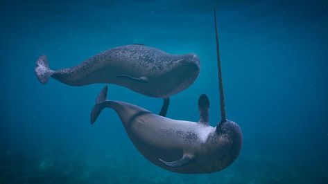 Now we know the reason for the narwhal's tusk | MNN - Mother Nature Network Narwhal Facts, Narwhal Tusk, Glaucus Atlanticus, Whale Facts, Fun Facts For Kids, Sea Mammal, Arctic Sea, Beluga Whale, Facts For Kids