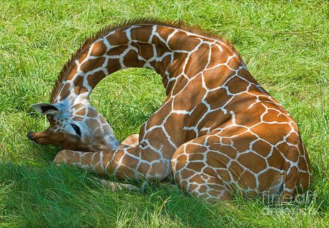 Giraffe Sleeping, Reticulated Giraffe, Giraffes Statues, Giraffe Photos, Woodland Park Zoo, Sleeping Animals, Broken Images, The Giraffe, Jacksonville Florida