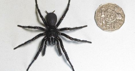 Sydney Funnel Web Spider, Spiders In Australia, Funnel Web Spider, Poisonous Spiders, Spider Venom, Spider Bites, Animal Guides, List Of Animals, Beautiful Bugs