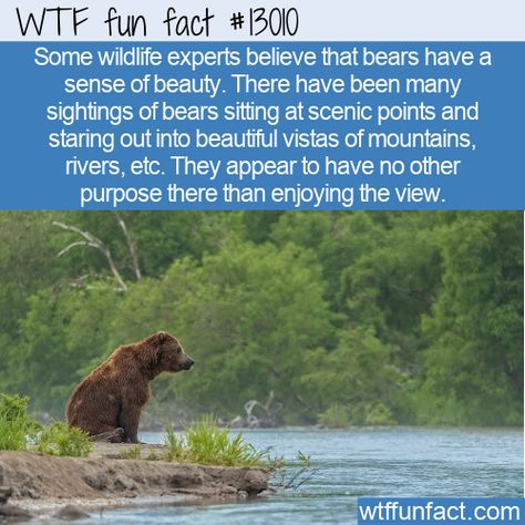 WTF Facts : funny, interesting & weird facts WTF Fun Fact 13031 - A Bear Sense of Beauty 13031 #Animals #bearfacts #bears #Environment #fact #facts #funfact #funny #funnyfacts #intelligence #Nature #randomfact #randomfacts #wtf Bears Sitting, Fun Facts About Animals, All About Animals, Of Aesthetic, Animal Facts, Weird Animals, Animals Of The World, Cool Pets, Funny Animal Pictures