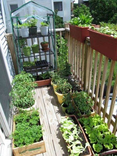 Balcony Herb Gardens, Kebun Herbal, Apartment Balcony Garden, Lots Of Plants, Small Vegetable Gardens, Small Balcony Garden, نباتات منزلية, Outdoor Balcony, Home Vegetable Garden