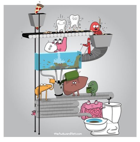 Digestive system diagram (most accurate ever, throw away your anatomy books) - Imgur Digestive System Diagram, Heart And Brain Comic, Heart Vs Brain, Awkward Yeti, The Awkward Yeti, Sistem Pencernaan, مشروعات العلوم, Visual Learning, Science Jokes