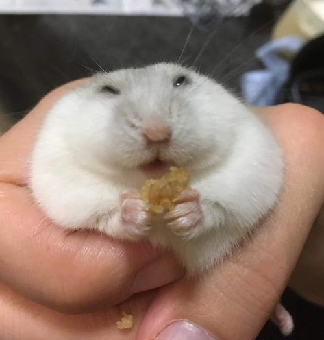 Girl Eating, Soft Shell Crab, Hamsters, Soft Shell, Crab, Pet, White