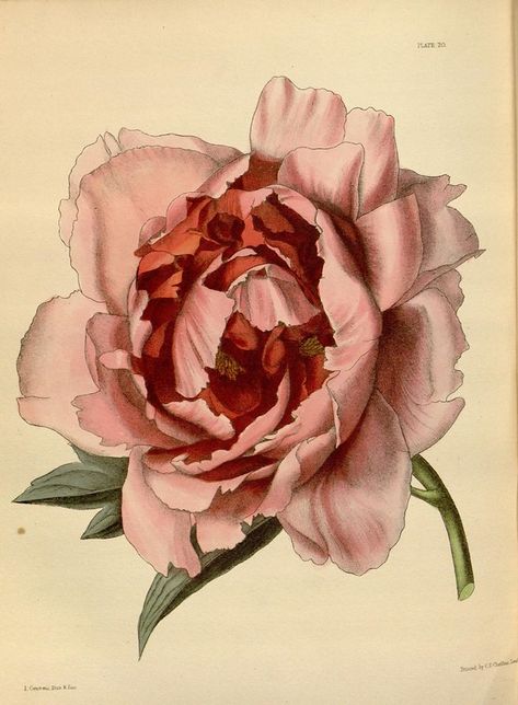 n120_w1150 | Paxton's flower garden London : Bradbury and Ev… | Flickr Moutan Peony, Botany Illustration, Botanisk Illustration, Iris Hantverk, Rosé Png, Rose Clipart, Rose Illustration, Peony Painting, Antique Illustration