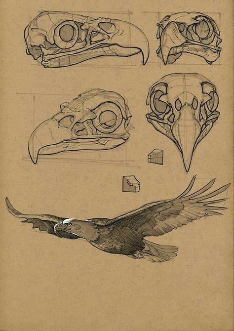 Eagle Reference, Animal Concept, Bear Sketch, Anatomy Practice, Some Drawings, Illusion Drawings, Illustration Tattoo, Animal Anatomy, Human Figure Drawing