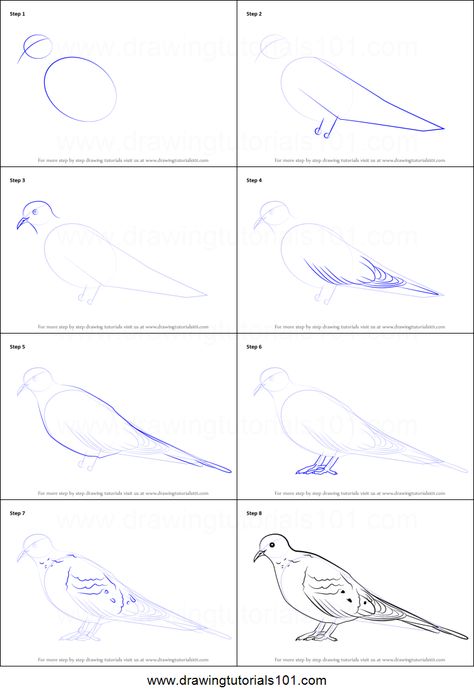 Turtle Dove Drawing, How To Draw A Dove Step By Step, Dove Anatomy, How To Draw A Dove, Dove Printable, Sketch Training, Dove Sketches, Sanjhi Art, Dove Drawing