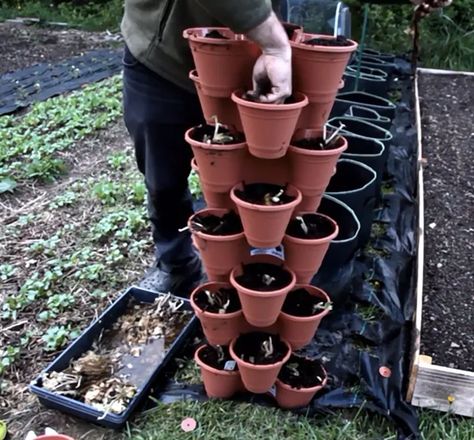 How to Make a Strawberry Tower Planter in 4 Simple Steps | Simplify Growing Strawberries Vertically, Strawberry Planters Diy, Hydroponic Strawberries, Tower Planter, Plant Tower, Stackable Planters, Strawberries In Containers, Strawberry Tower, Patch Ideas