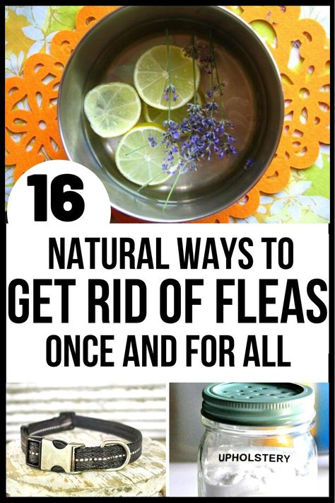 Home Remedy For Fleas On Cats, Getting Rid Of Fleas On Cats, Flea Infestation Home How To Get Rid, Get Rid Of Fleas In House, How To Get Rid Of Fleas On Dogs, Diy Flea Spray, Remedies For Fleas On Dogs, Natural Flea Killer, Flea Spray For House