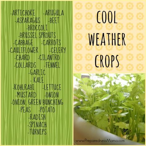 Cold Weather Crops, Broccoli And Brussel Sprouts, Growing Cilantro, Tattoo Plant, Fall Vegetables, Fall Garden Vegetables, Winter Vegetables, Winter Plants, Cool Weather