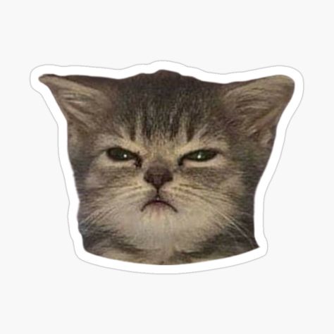 Cat Face Sticker, Funny Cats Stickers, Angry Cat Mood, Sticker For Print, Stickers Png Cute, Cool Stickers Art, Gatos Stickers, Cat Cute Sticker, Funny Sticker Ideas