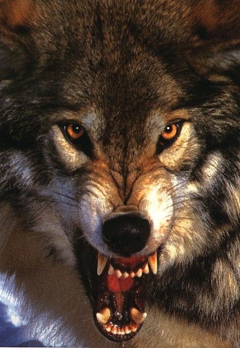 Angry Wolf Wolf Growling, Lup Singuratic, Snarling Wolf, Angry Wolf, Wolf Eyes, Wolf Photos, Wolf Wallpaper, Wolf Love, Beautiful Wolves