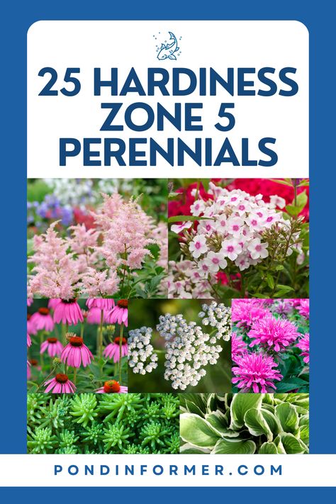 Create a lush and inviting garden with our selection of 25 easy-care perennials ideal for hardiness zone 5! From the cheerful daisies of Shasta to the vibrant foliage of coral bells, these enduring plants thrive in cooler climates and provide year-round interest with minimal effort.  #Zone5Gardening #HardinessZone5 #Perennials #HardyPlants #LowMaintenanceGarden #EasyCarePlants #GardeningTips #Zone5Flora #Gardening #PerennialGarden #Zone5Perennials #Zone5 #PondInformer Zone 5b Perennial Garden, Zone 5 Garden Layout, Zone 5 Landscaping Ideas, Full Sun Perennial Garden Plan Zone 5, Zone 5 Perennial Garden Plan, Zone 5b Landscaping, Zone 5 Landscaping, Zone 5 Perennials, Zone 5 Garden