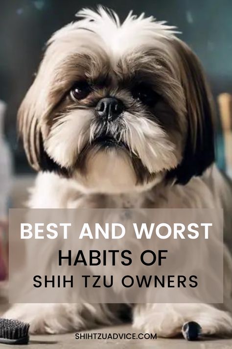 Best and Worst Habits of Shih Tzu Owners Shitzu Haircuts Boy Teddy Bears, Shitzu Puppies Haircuts, Shihtzu Haircut Short, Shih Tzu Haircuts Short, Shih Tzu Haircuts Female, Shitzu Haircuts, Shitzu Dogs Haircuts, Shih Tzu Grooming Styles, Shih Tzu Training