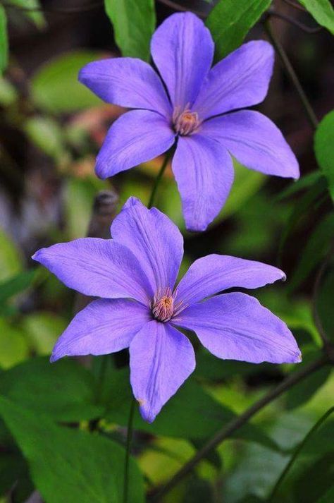 Clematis Indoor Flowering Plants, Clematis Flower, Clematis Vine, Sweet Fragrance, Garden Vines, Fragrant Plant, Purple Garden, Climbing Vines, Airbrush Art