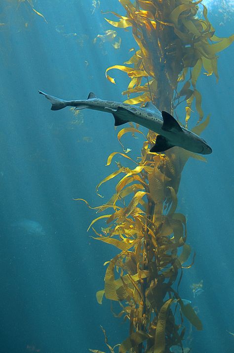 Kelp Aesthetic, Seaweed Texture, Leopard Shark, Water Creatures, Kelp Forest, Beautiful Sea Creatures, Water Life, Phish, Seahorses