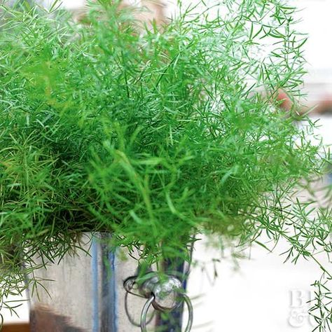 Asparagus Fern Care, Indoor Ferns, Growing Asparagus, Easy Indoor Plants, Easy House Plants, Asparagus Fern, Plants For Hanging Baskets, Low Light Plants, Herbaceous Perennials