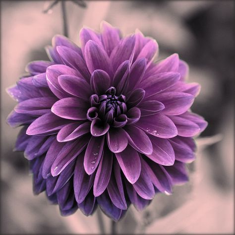 Pretty purple flower Purple Dahlia, Dahlia Flower, Exotic Flowers, Purple Flower, Flower Beauty, Beautiful Blooms, Amazing Flowers, Love Flowers, Flowers Photography