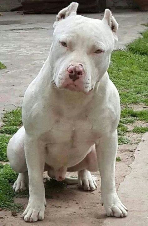 I'M TRUMP'SAFETY ; ) White Pitbull #pitbull 101 #pitbull dogs #Pit Bull Dogs List White Pitbull, Ras Anjing, Pitbull Dog Breed, Bully Breeds Dogs, White Ghost, Bully Dog, Beautiful Dog, Pitbull Puppies, Bull Terrier Dog