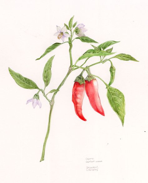 Stephanie Law - Botanical Art Chilli Illustration, Veggie Tattoo, Chili Plant, Flora And Fauna Drawing, Flor Tattoo, Stephanie Law, Chilli Plant, Vintage Illustration Art, Vine Tattoos