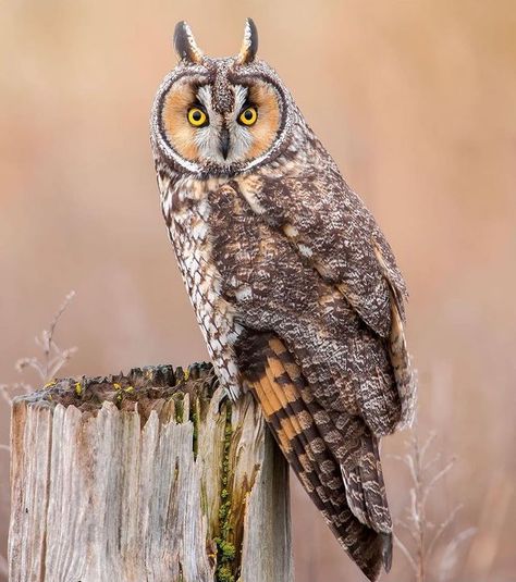 Owl Habitat, Owl Sounds, Owl Wisdom, Disney Garden, Owl Species, Types Of Birds, Long Eared Owl, Owl Nursery, Owl Photos