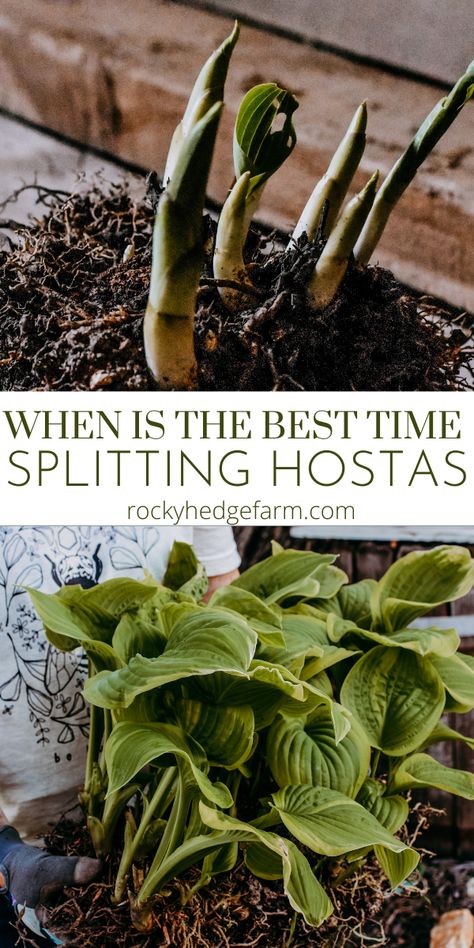 Splitting Hostas, House Garden Design, Hosta Care, Garden Spade, Hosta Varieties, How To Split, Hosta Gardens, Hosta Plants, Garden Yard Ideas