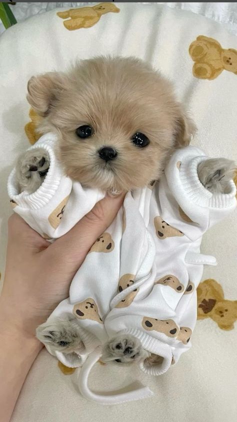 Cute Fluffy Puppies, Cute Puppies And Kittens, Cute Small Dogs, Cute Dogs Images, Very Cute Puppies, Psy I Szczenięta, Super Cute Puppies, Cute Animals Puppies, Very Cute Dogs