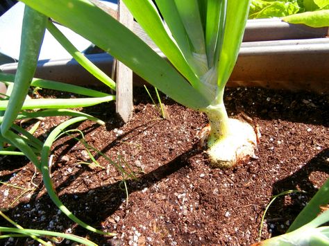 Onions by www.metaphoricalplatypus.com Growing Onions In Containers, Onions In Containers, Growing Onions From Seed, Grow Onions, Indoor Hydroponics, Growing Onions, Onion Bulbs, Planting Onions, Hydroponic Farming