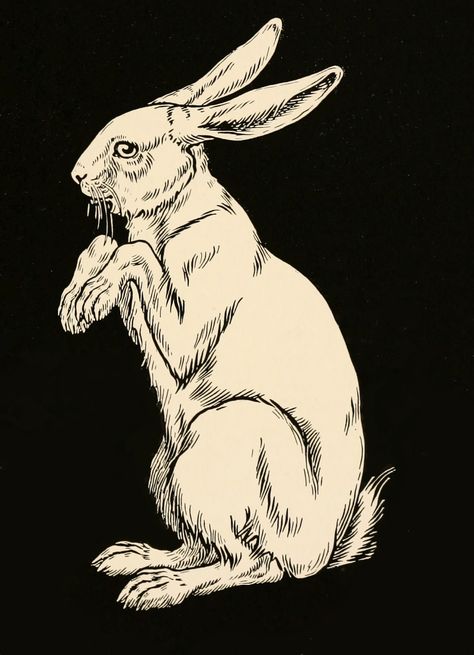 Hare Drawing, White Rabbit Tattoo, Hare Illustration, Rabbit Drawing, Bunny Tattoos, Foto Transfer, Rabbit Illustration, Bunny Drawing, Rabbit Art