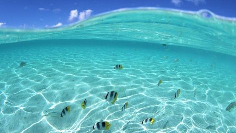 Best live wallpapers HD for PC 1 Clear Water, Wallpapers, Fish, Water, Blue, White