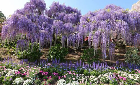 Tochigi, Japan’s Magical Wisteria Garden - Zafigo Library Forest, Fantasy Flower Garden, Fae Forest, Wisteria Trees, Flower Park, Wisteria Garden, Wisteria Flower, Wisteria Flowers, Wisteria Tree