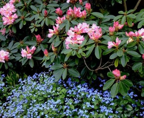 Best Outdoor Plants, Brunnera Macrophylla, Pnw Garden, Pacific Northwest Garden, Northwest Garden, Northwest Landscaping, Best Plants, Garden Shrubs, Annual Flowers