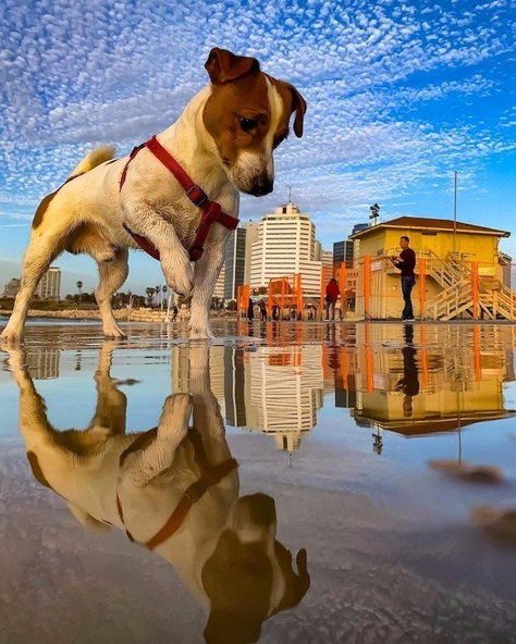 Bad dog. Leave the tiny humans alone. #illusion Forced Perspective Photography, Perspective Photos, Forced Perspective, Perspective Photography, Cute Dog Pictures, Dog Beach, Big Dog, Puppy Care, Dog Pictures