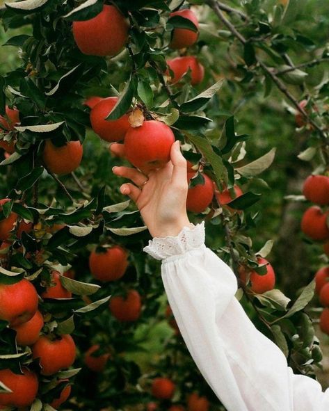 Blessed Mary, Apple Farm, Fruit Picking, Fall Session, Mary Oliver, Fall Apples, Apple Picking, Get Outdoors, Iphone Photos