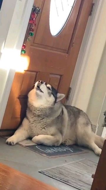 Husky on Instagram: "😙ls he showing off his voice?lt scares me every time 😲 📸: Credit by 👉: TikTok /@husky__y ( Plz DM for credits or removal ) ============= 🔰 Tag a friend 🔔 Turn Post Notification On * But Don't forget to follow our page!! 👉 You can order it on the link my home page❤️❤️❤️ Thank you ! 💟💟💟 ------------------------------------------------------------------------- ------------------------------------------------------------------------- #samoyedcute #samoyedsofinstagram # Samoyed Puppy, Samoyed Dogs, His Voice, Funny Dog Videos, Cute Cats And Dogs, Dog Gifs, I Am Scared, Tag A Friend, My Home