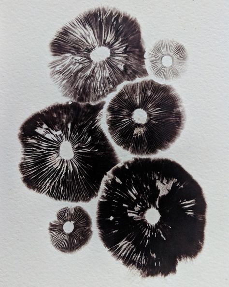 MushroomInBloom on Instagram: “My sweet neighbor picked these leratiomyces percevalii from her yard and gave them to me for spore prints! They were on the older side, but…” Mushroom Spores Art, Mushroom Spore Print Art, Spore Print Art, Mycelium Tattoo, Mushroom Printing, Fungi Spores, Mushroom Spore Print, Spore Prints, Spore Print