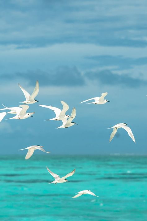 Photo Ciel, Seagulls Flying, Flock Of Birds, Body Of Water, Beach Painting, Bird Drawings, Sea Birds, Birds Flying, Mail Art